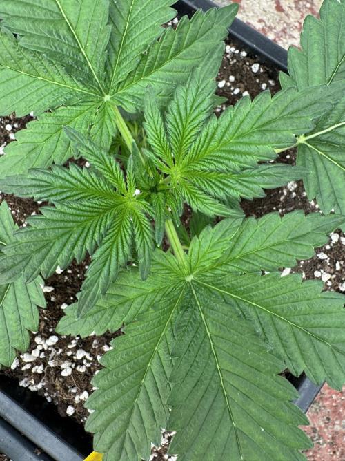 Cherish the Cherry Cola. Week 2