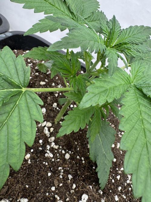 Cherish the Cherry Cola. Week 2