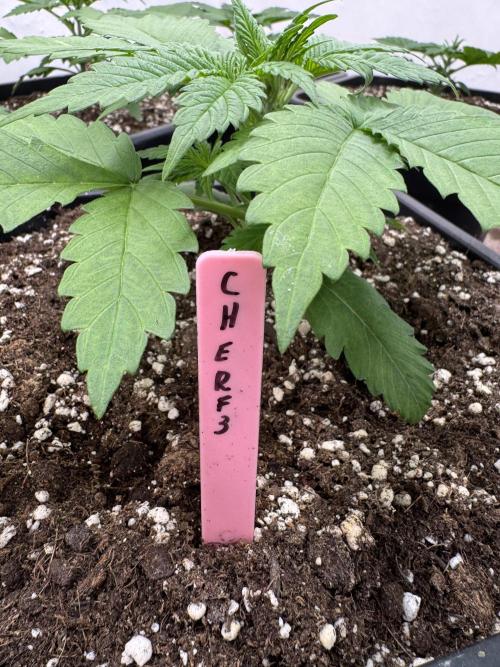 Five Dollar Shake 🍒. Week 2