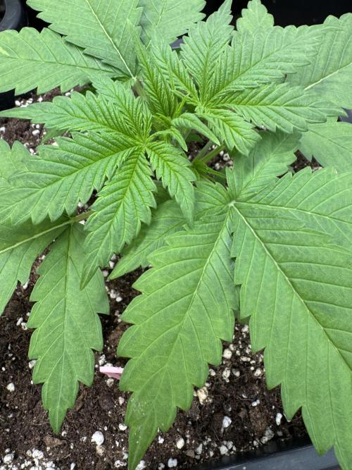 Five Dollar Shake 🍒. Week 2