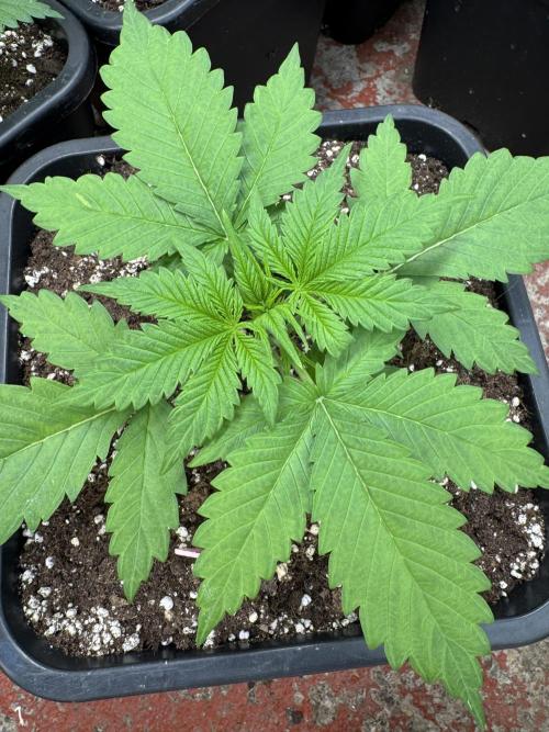 Five Dollar Shake 🍒. Week 2