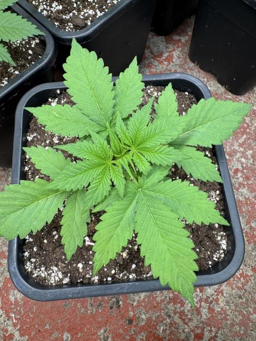 Five Dollar Shake 🍒. Week 2