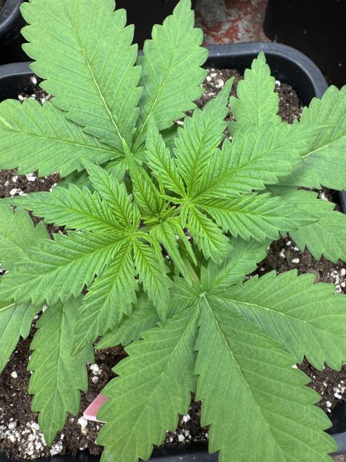 Five Dollar Shake 🍒. Week 2