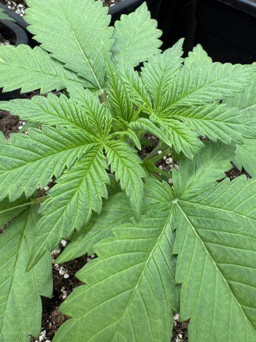 Five Dollar Shake 🍒. Week 2