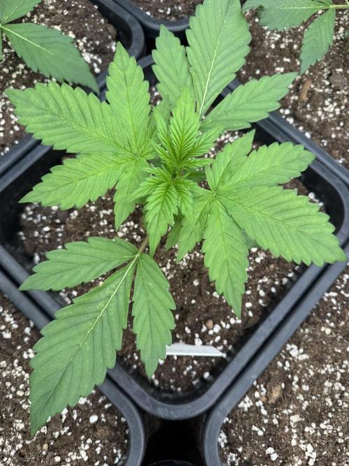 Bottle Bottoms ♻️. Week 2