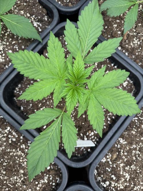 Bottle Bottoms ♻️. Week 2