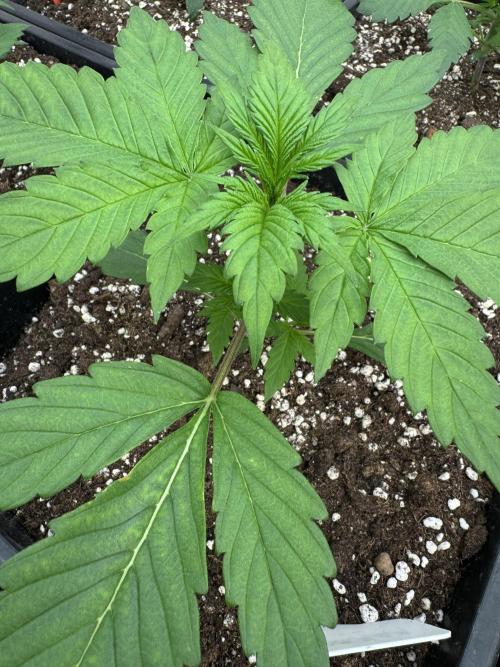 Bottle Bottoms ♻️. Week 2