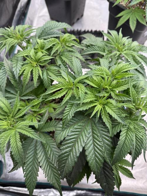 Doughnut Time 🍩. Week 6