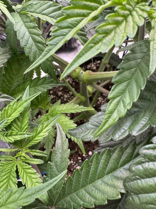 Doughnut Time 🍩. Week 6