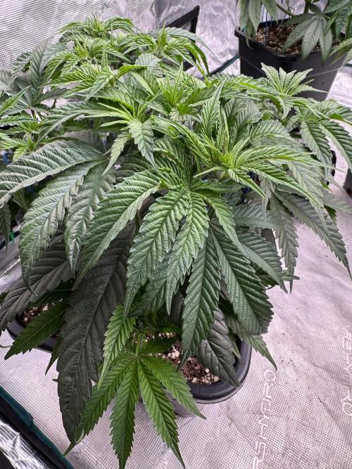 Doughnut Time 🍩. Week 6