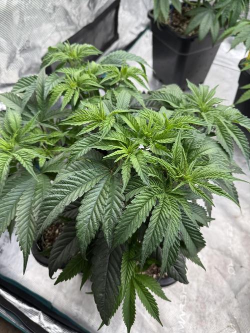 Doughnut Time 🍩. Week 6