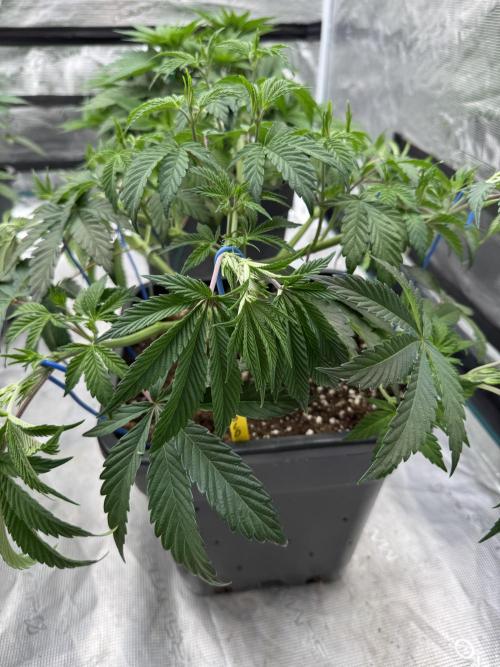 Golden sands 🏜️. Week 6