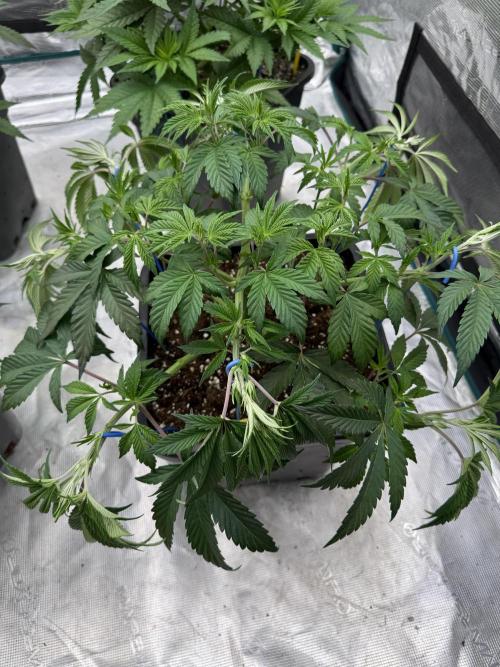 Golden sands 🏜️. Week 6