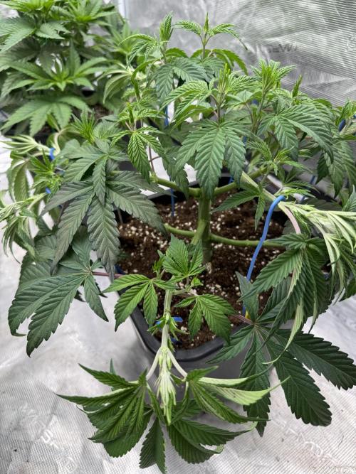 Golden sands 🏜️. Week 6