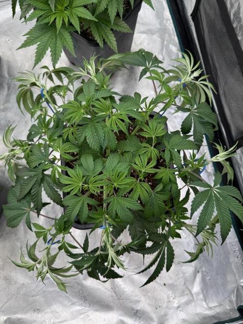 Golden sands 🏜️. Week 6