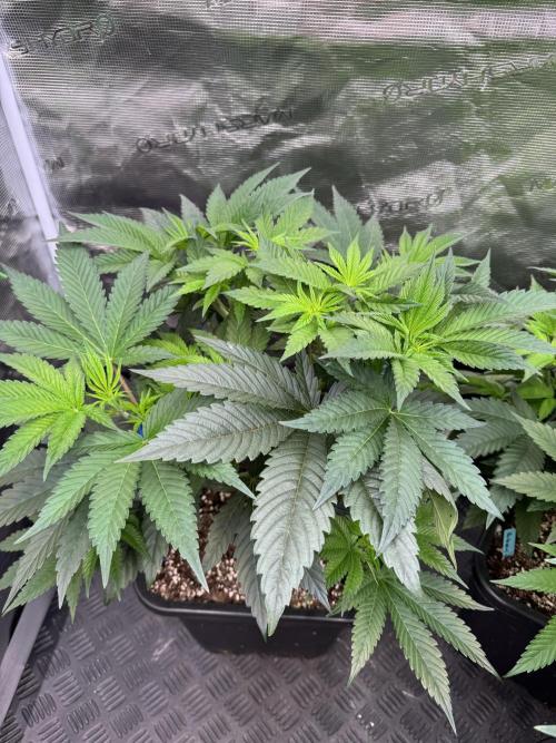 Da Valiotoro 🍦. Week 6