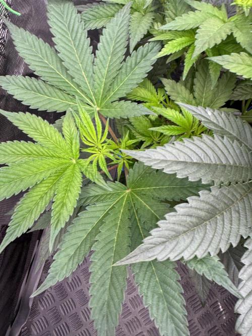 Da Valiotoro 🍦. Week 6