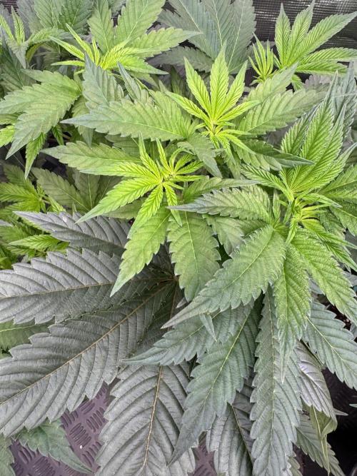 Da Valiotoro 🍦. Week 6