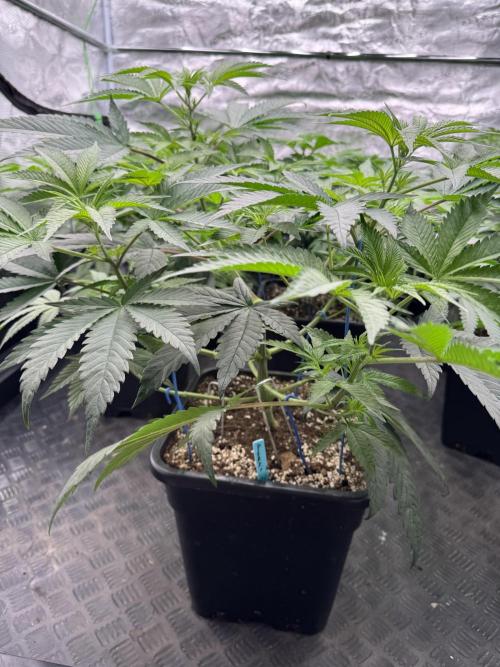 Lemon Tree x Banana Krumble. Week 6