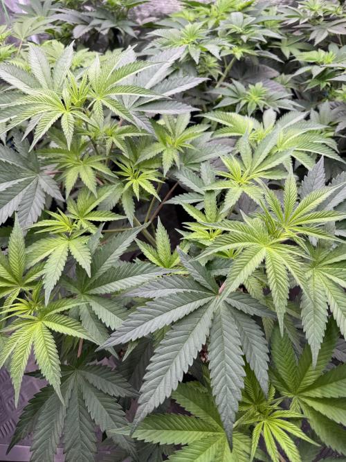 Lemon Tree x Banana Krumble. Week 6