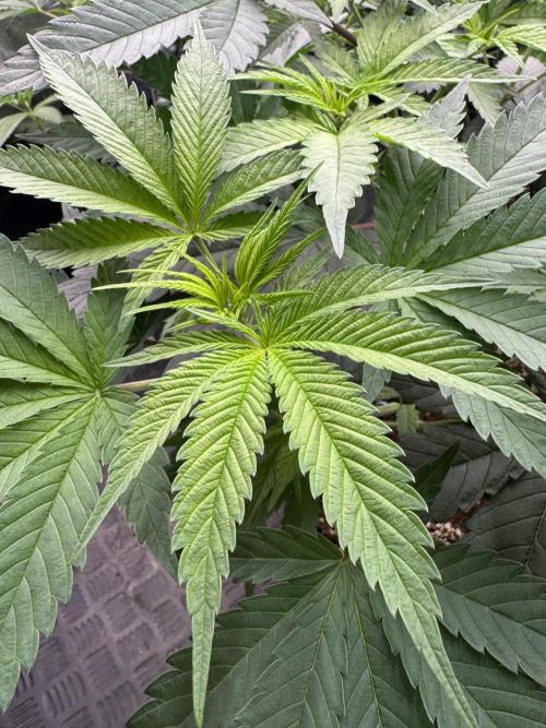 Lemon Tree x Banana Krumble. Week 6