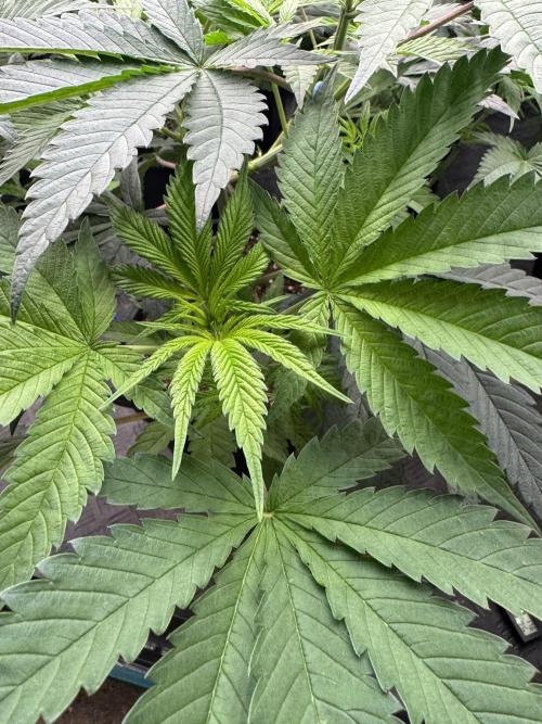 Lemon Tree x Banana Krumble. Week 6