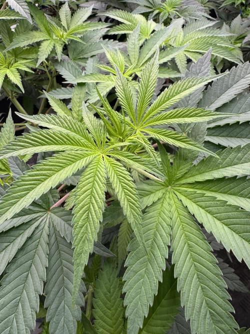 Lemon Tree x Banana Krumble. Week 6