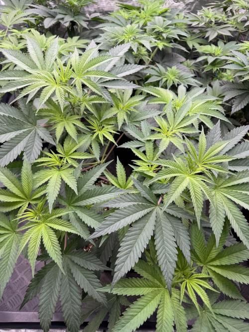 Lemon Tree x Banana Krumble. Week 6