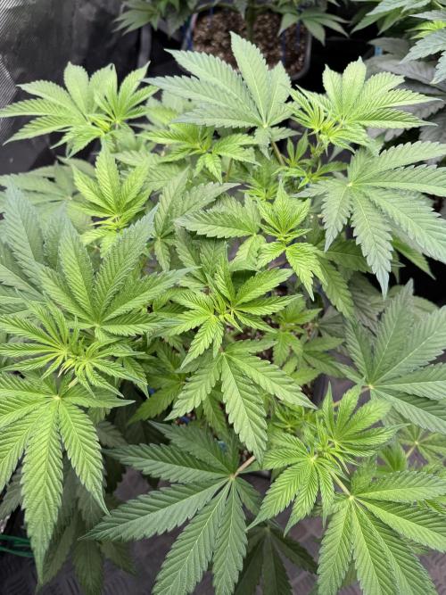 Tropical duo 🏝️. Week 6