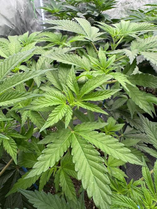 Tropical duo 🏝️. Week 6