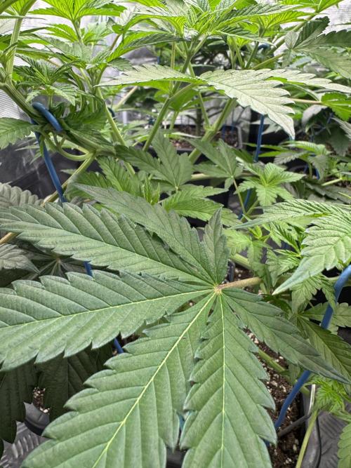 Tropical duo 🏝️. Week 6