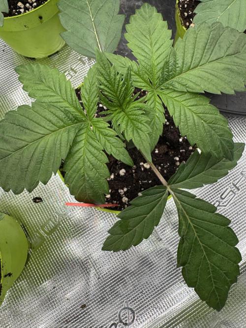 Acai x Black Cherry Funk. Week 2