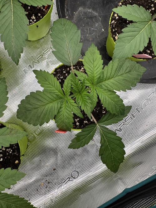 Acai x Black Cherry Funk. Week 2