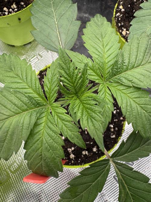 Acai x Black Cherry Funk. Week 2