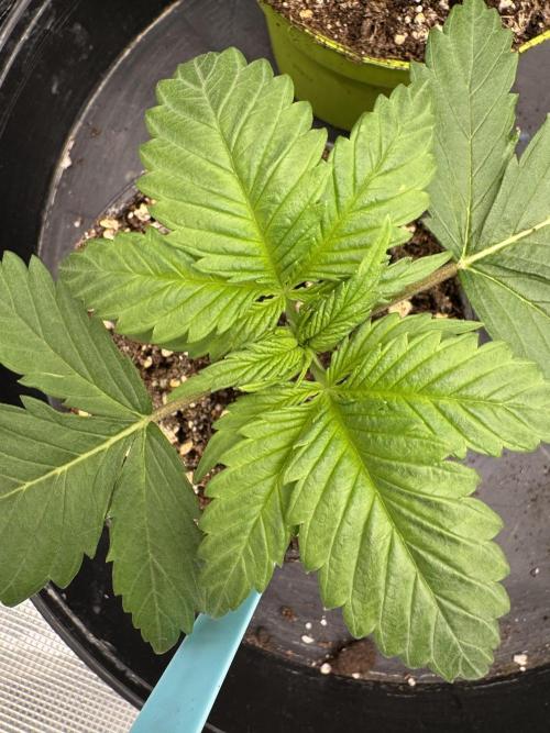 Old School 😶‍🌫️. Week 2