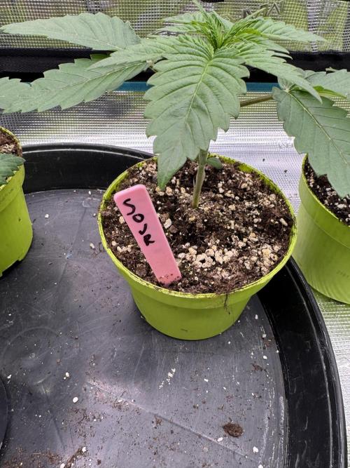 Gas Station ⛽️. Week 2