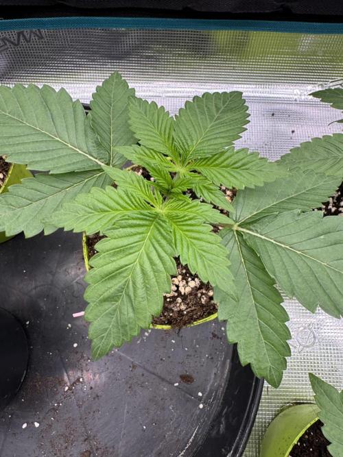 Gas Station ⛽️. Week 2