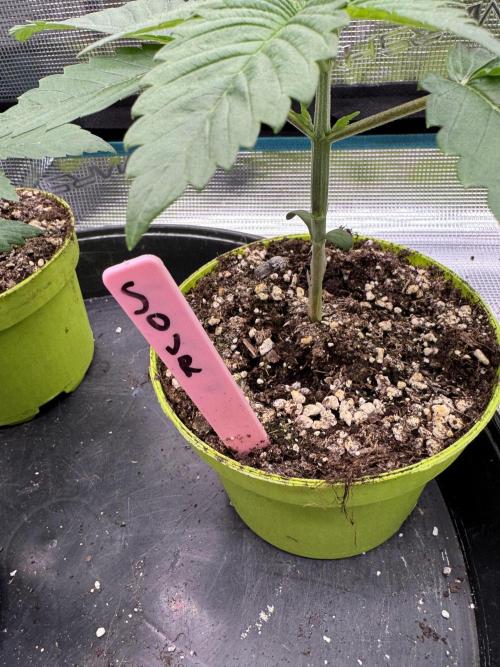 Gas Station ⛽️. Week 2