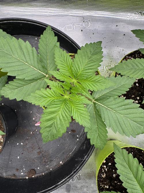 Gas Station ⛽️. Week 2