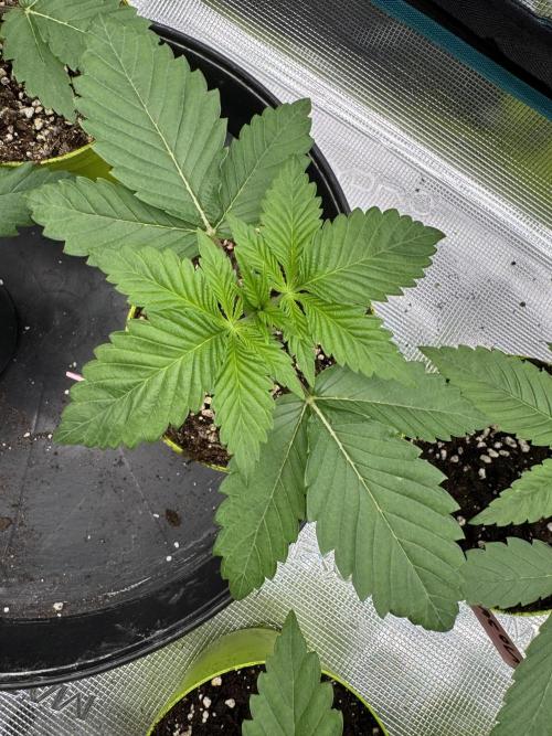 Gas Station ⛽️. Week 2