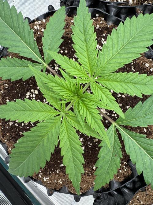 Sherbet Season 🌈. Week 2