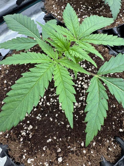 Sherbet Season 🌈. Week 2