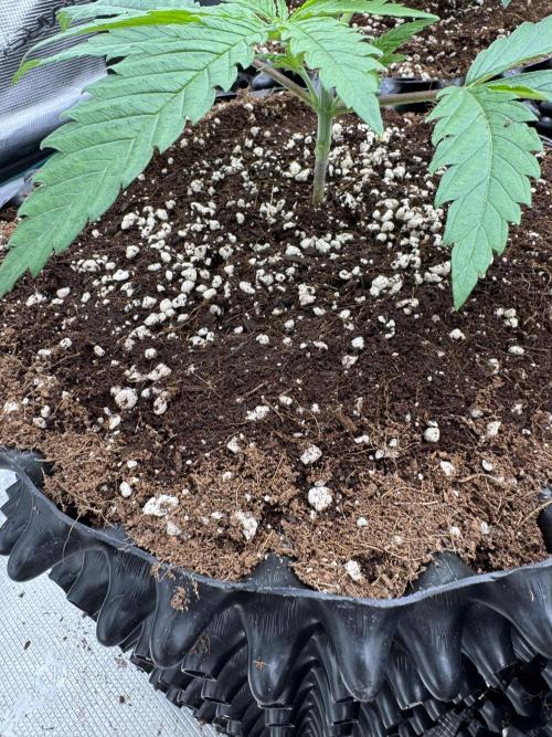 Sherbet Season 🌈. Week 2