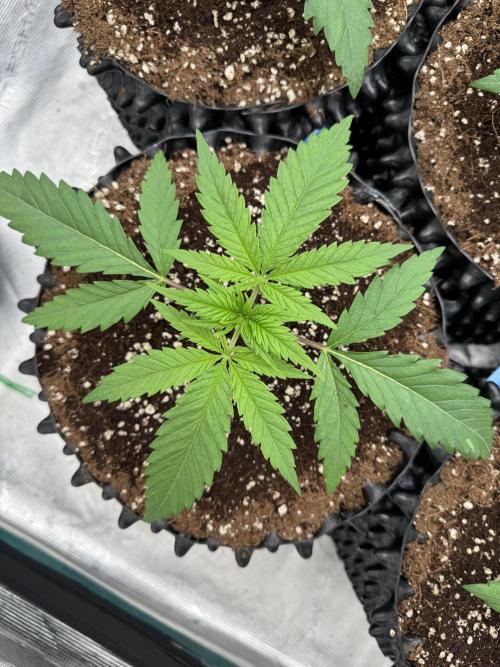 Sherbet Season 🌈. Week 2