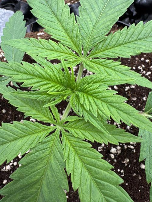 Sherbet Season 🌈. Week 2