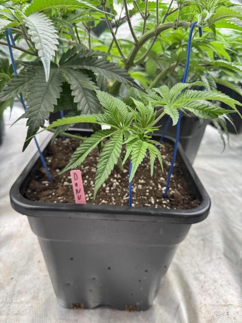 Doughnut Time 🍩. Week 7