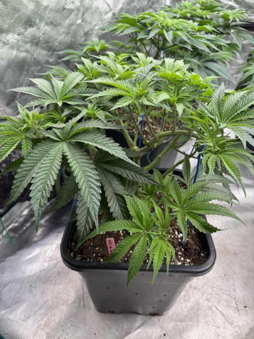 Doughnut Time 🍩. Week 7