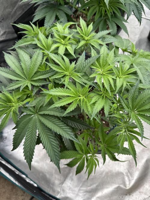 Doughnut Time 🍩. Week 7