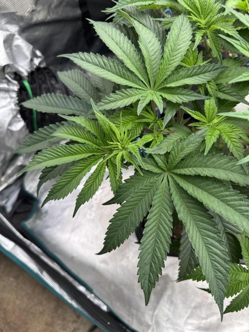 Doughnut Time 🍩. Week 7