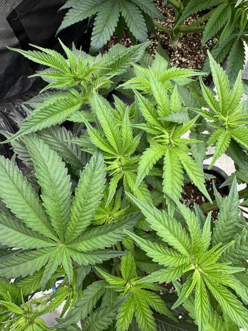 Doughnut Time 🍩. Week 7